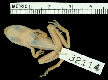 Media type: image;   Herpetology A-32114